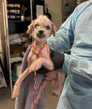 *BOWIE, Poodle (Miniature), adult, available for adoption