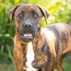 *ARLO, American Pit Bull Terrier, adult, available for adoption
