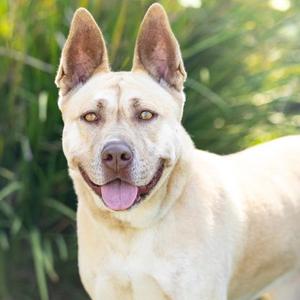 *AMBER, German Shepherd Dog / Siberian Husky, adult, available for adoption