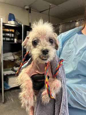 *BANJO, Poodle (Miniature), adult, available for adoption