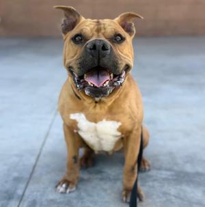 A happy brown dog with a white chest sitting on a concrete surface.