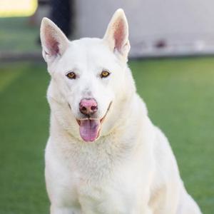 A white dog with a pink nose and tongue out, sitting on a green surface.