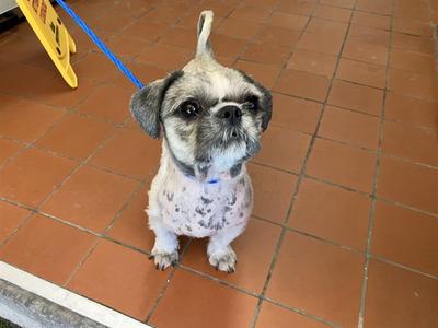 A small dog with a shaved head and a blue leash, sitting on a tiled floor.