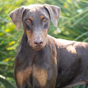 *BIRCH, Doberman Pinscher, adult, available for adoption