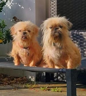 Macy, Brussels Griffon / Mixed Breed, senior, available for adoption
