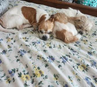 Two small dogs, one white with brown markings and another mostly white with brown markings, are sleeping on a floral patterned bedspread.