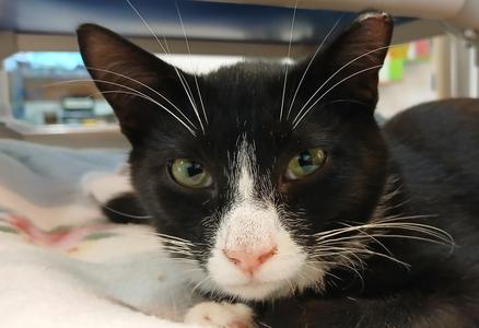 Jorge, kitten, available for adoption