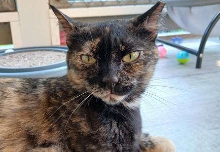 Tanzi, young, available for adoption