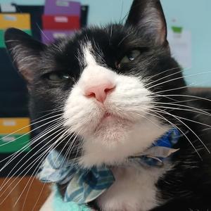 Domino, adult, available for adoption