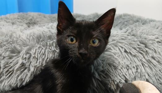 Joan, kitten, available for adoption