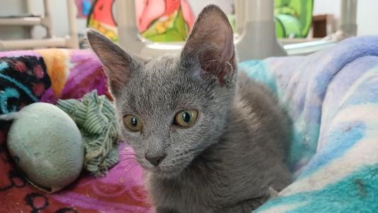 Panchito, kitten, available for adoption