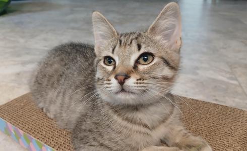 A tabby cat with green eyes is sitting on a cardboard scratching pad.