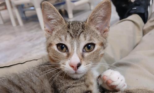 A close-up of a tabby cat with large, expressive eyes, lying on a person's lap. The cat has a white muzzle and chest, with brown and black stripes on its fur. Its ears are perked up, and it appears to be looking directly at the camera.
