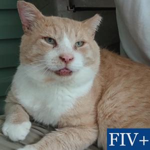 Bobo Biggunz, senior, available for adoption