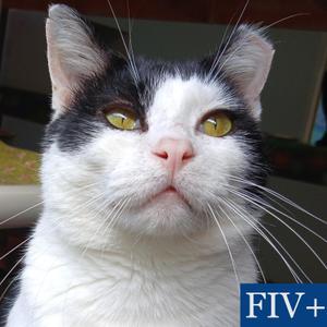 Pinto, adult, available for adoption
