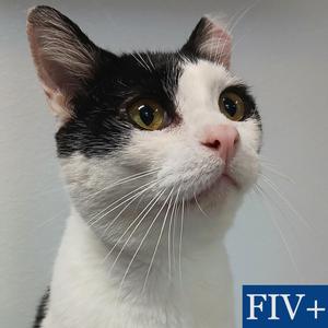 Pinto, adult, available for adoption