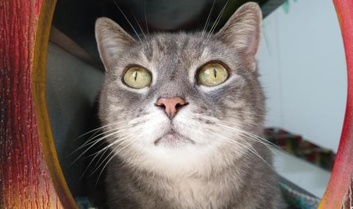 Grey Gayle, senior, available for adoption