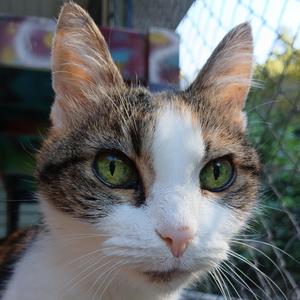 Summer, senior, available for adoption