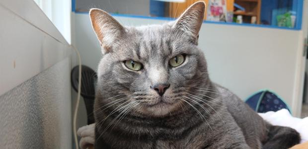 Roscoe, adult, available for adoption