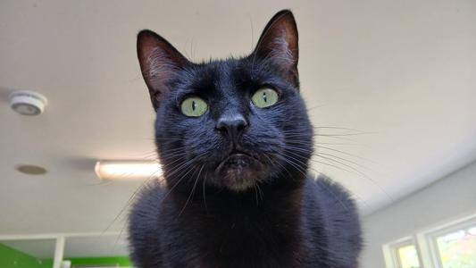 Steely Dan, adult, available for adoption
