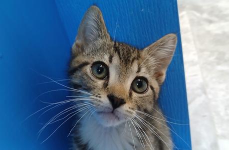 Marcus, kitten, available for adoption