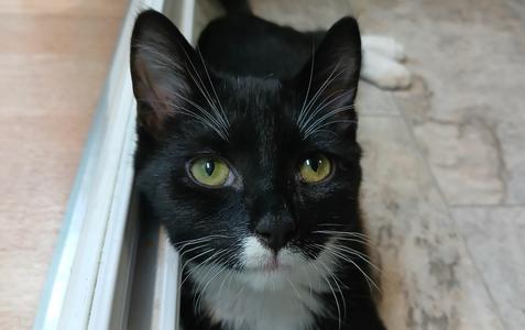 Giancarlo, kitten, available for adoption