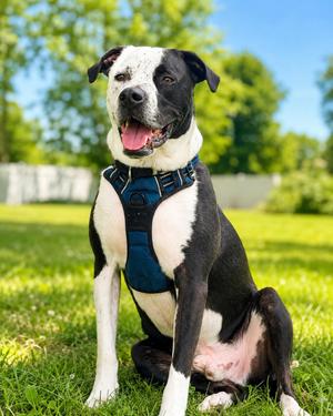 Louie, Australian Shepherd / American Staffordshire Terrier, adult, available for adoption