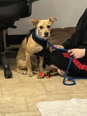 Roscoe, Cairn Terrier, adult, available for adoption