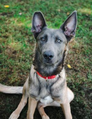 A Belgian Malinois dog with a red collar sitting on grass.