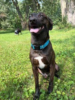 Clyde, Mixed Breed, adult, available for adoption