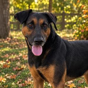Max, Coonhound, adult, available for adoption
