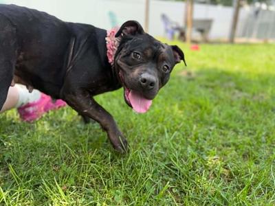 Alice, Mixed Breed, adult, available for adoption