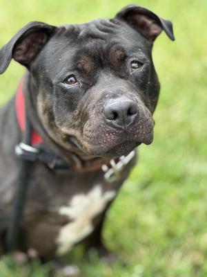 Alice, Mixed Breed, adult, available for adoption