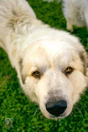 Hansel, Great Pyrenees, adult, available for adoption