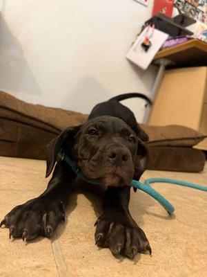 Fergus, Cane Corso, young, available for adoption