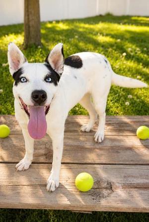 Skylar, Husky, adult, available for adoption