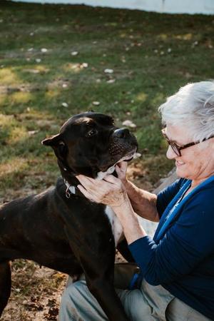 Izzy, Cane Corso, adult, available for adoption
