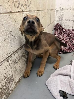 Gator, Labrador Retriever, young, available for adoption