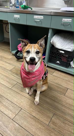 May, Carolina Dog, senior, available for adoption