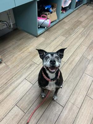 Gladys, Labrador Retriever, senior, available for adoption