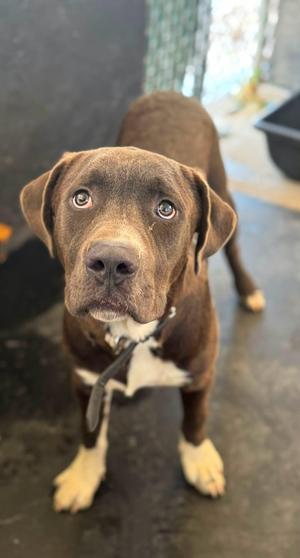 Sonny, Labrador Retriever, young, available for adoption