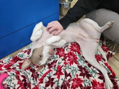Molly, Pit Bull Terrier, young, available for adoption