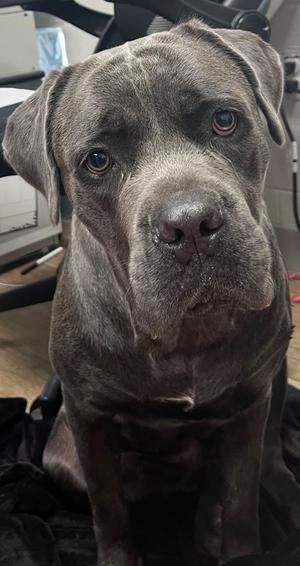 A close-up of a gray dog with a wrinkled face, looking directly at the camera.
