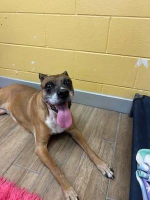 A brown dog with a white chest and muzzle lying on a wooden floor, with its tongue out and ears perked up, in front of a yellow brick wall.