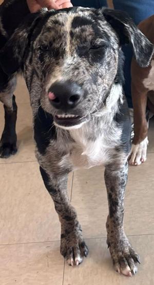 James, Catahoula Leopard Dog, young, available for adoption