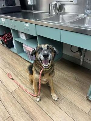 Edgar, German Shepherd Dog, young, available for adoption
