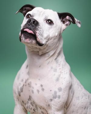 Steelix, Pit Bull Terrier, adult, available for adoption