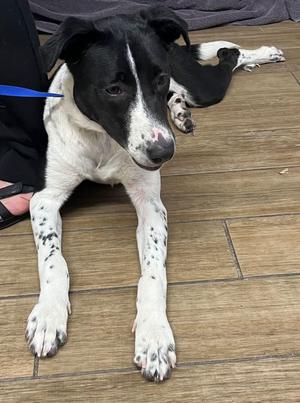 Penny, Border Collie, young, available for adoption