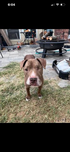 Hayes, Pit Bull Terrier, senior, available for adoption
