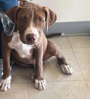 Jesse, Mixed Breed, young, available for adoption